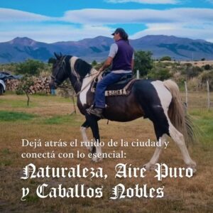 Cabalgatas de 30min – Frisón Barock – REALIZA TU CONSULTA