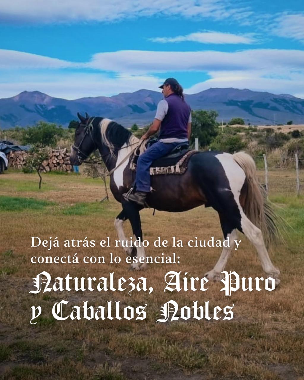 Cabalgatas de 30min - Frisón Barock - REALIZA TU CONSULTA