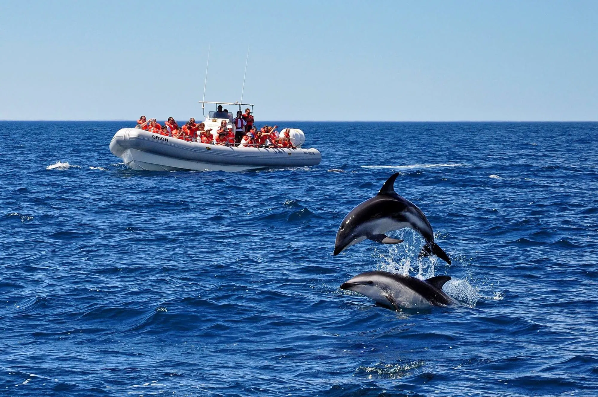 Avistaje de delfines - Image 2