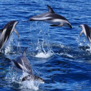 Avistaje de delfines