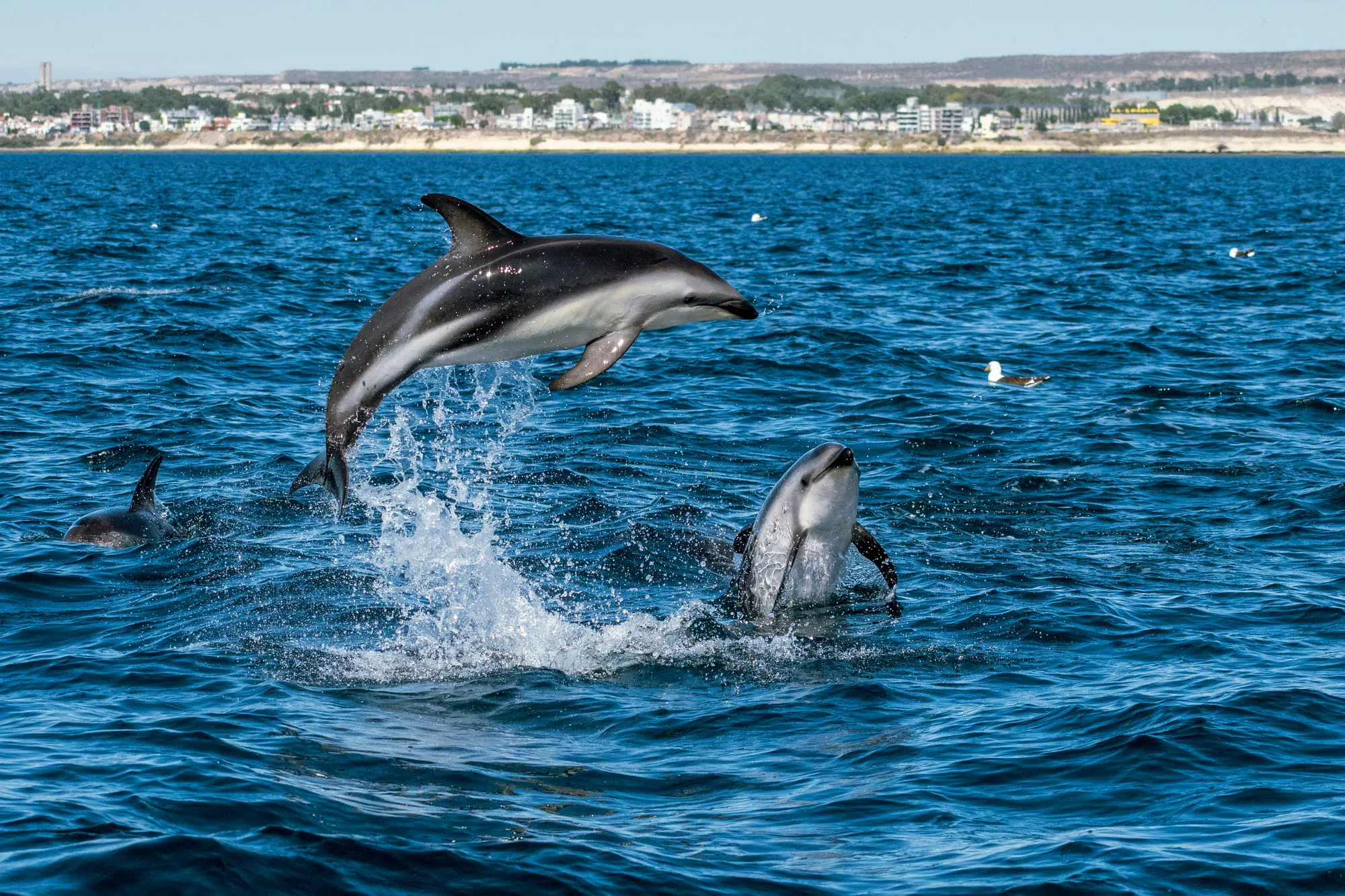 Avistaje de delfines - Image 3