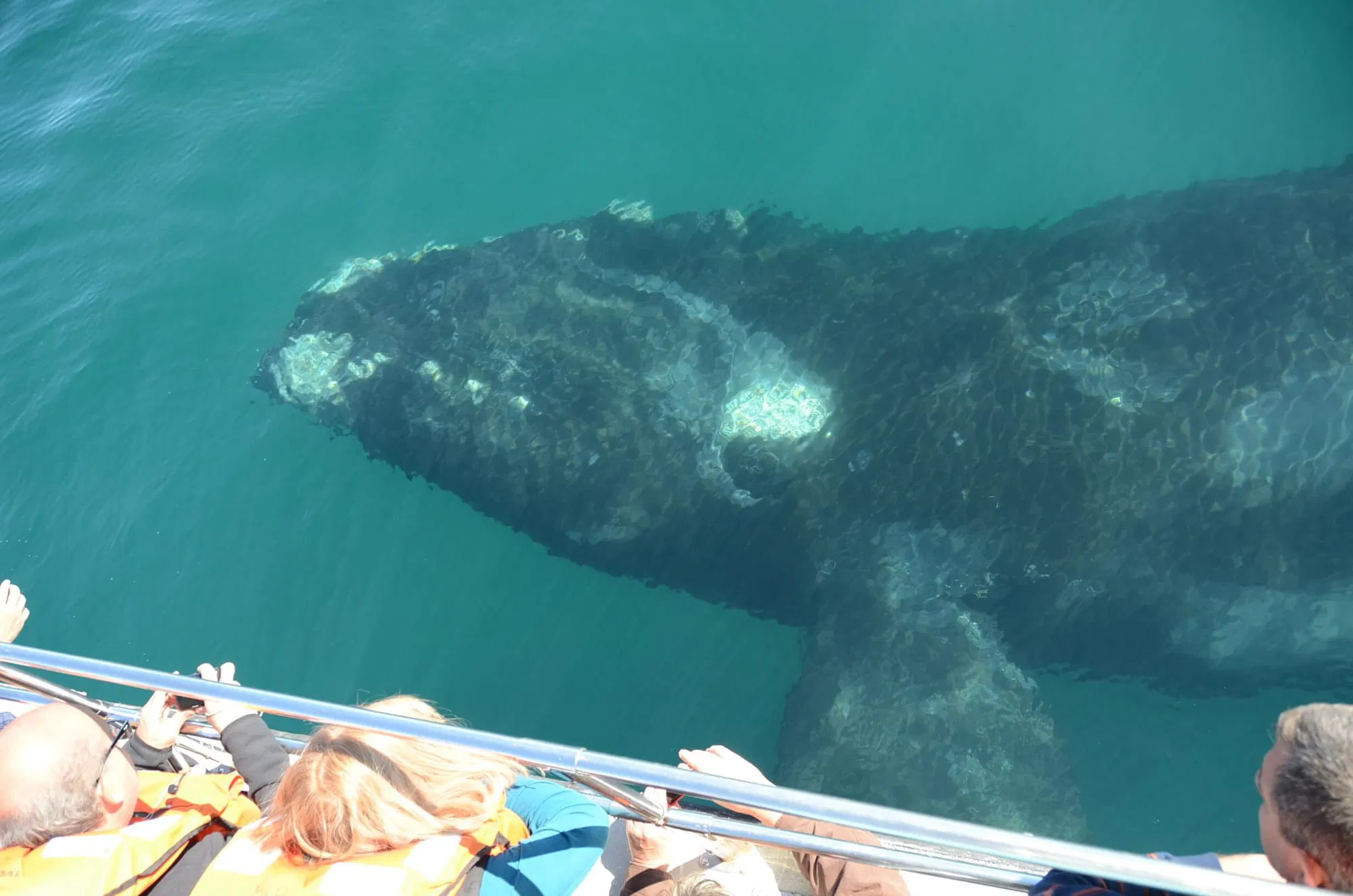 Avistaje de Ballenas Embarcado - Image 2