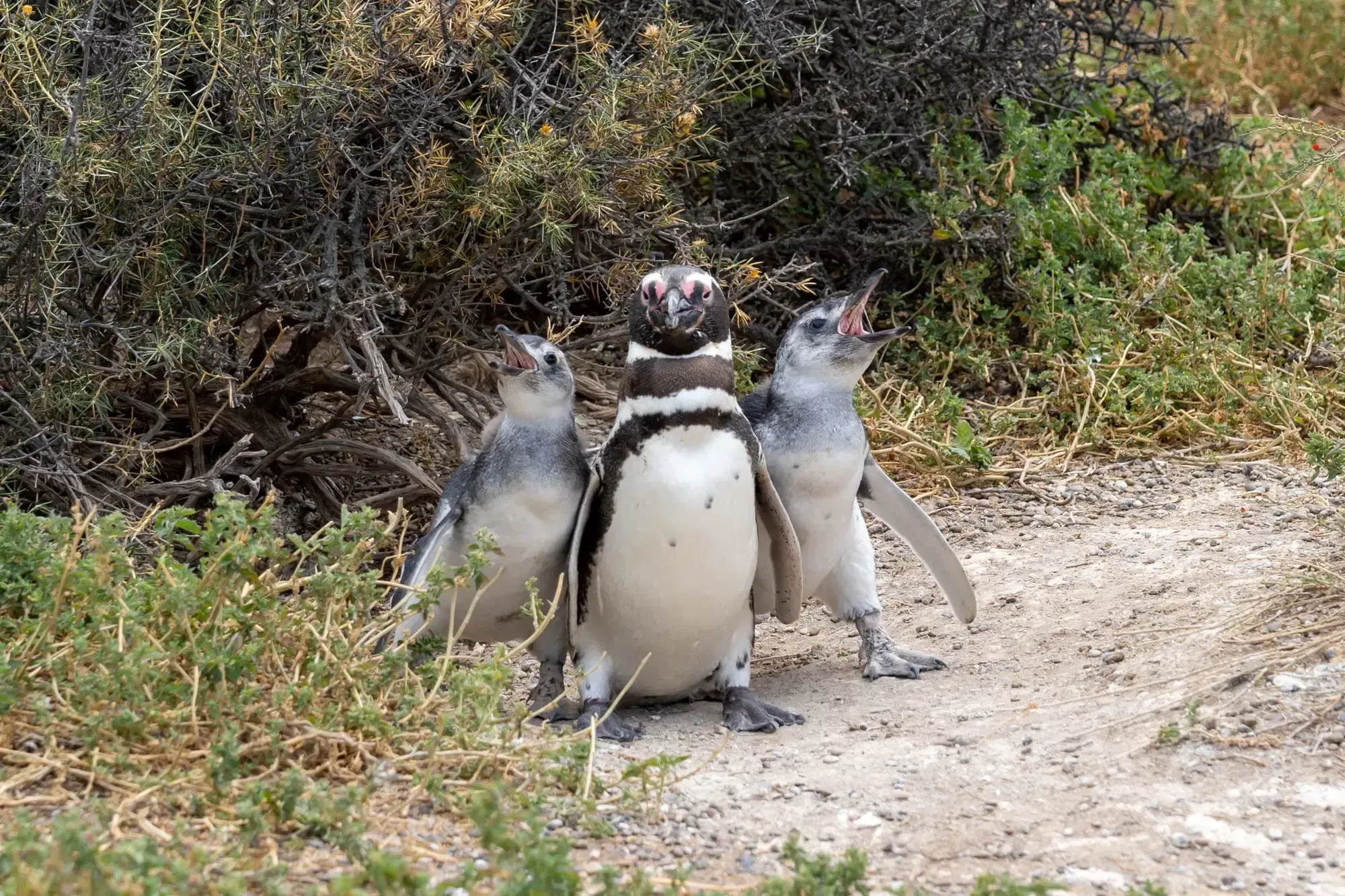 Punta Tombo + Isla Escondida o Gaiman