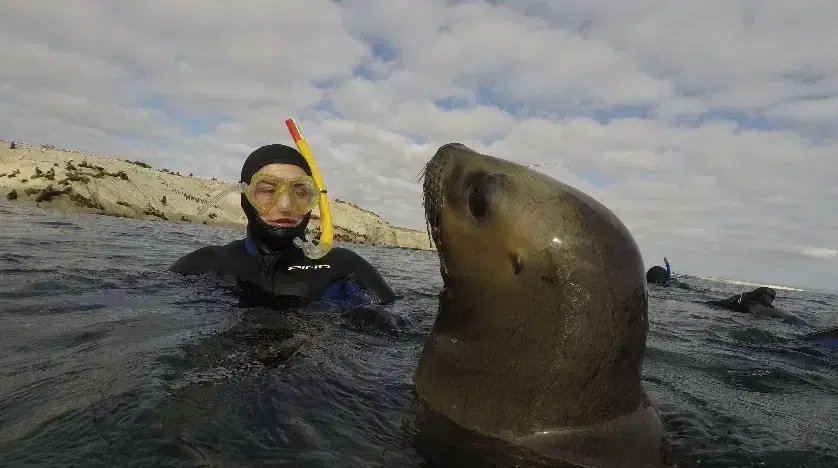 Snorkel con lobos marinos - Image 3