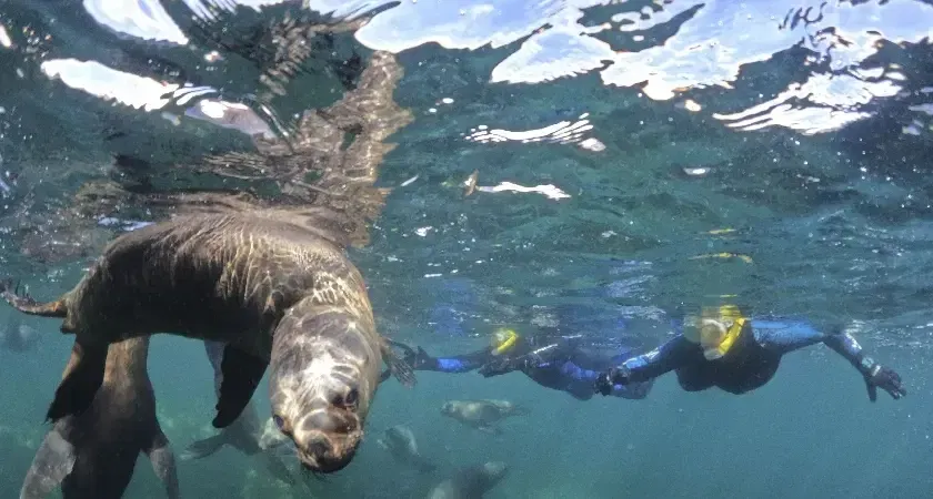 Snorkel con lobos marinos - Image 2