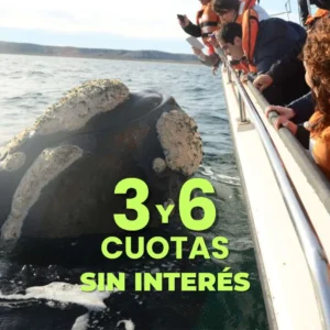 Avistaje de Ballenas Embarcado