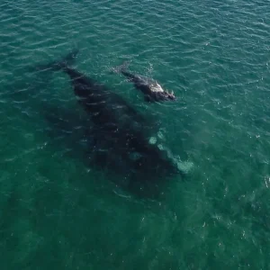 Sólo ballenas – Full day