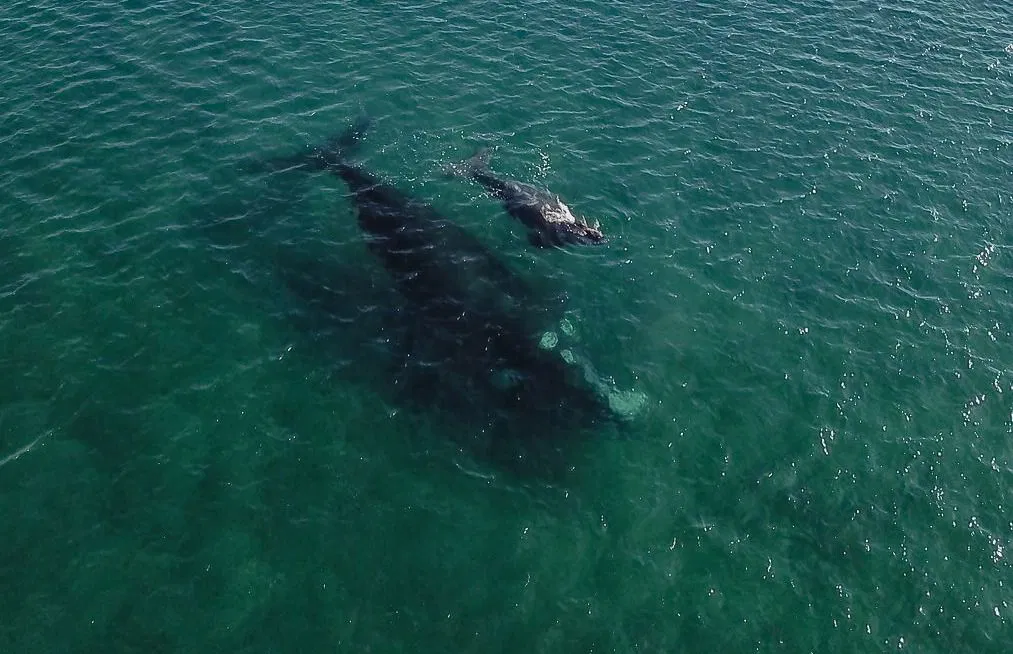 Sólo ballenas - Full day