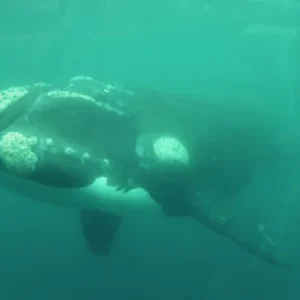 Yellow Submarine: Avistaje submarino de ballenas