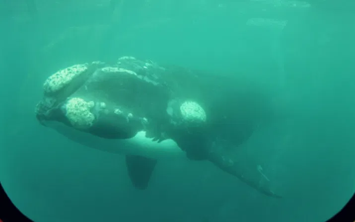 Yellow Submarine: Avistaje submarino de ballenas