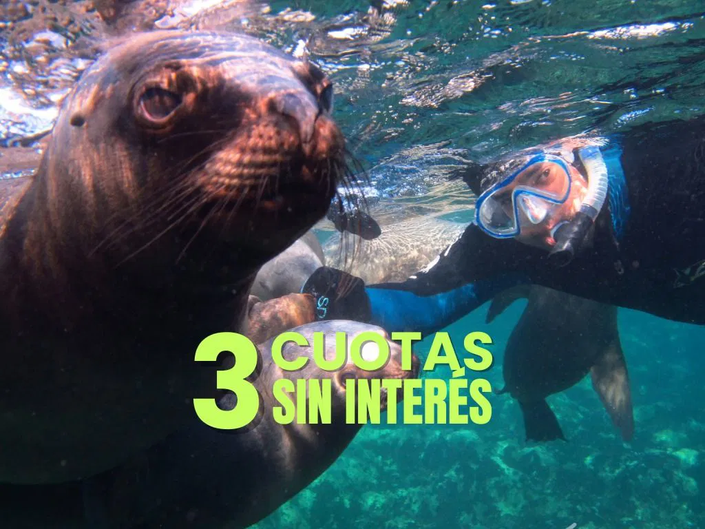 Snorkel con lobos marinos