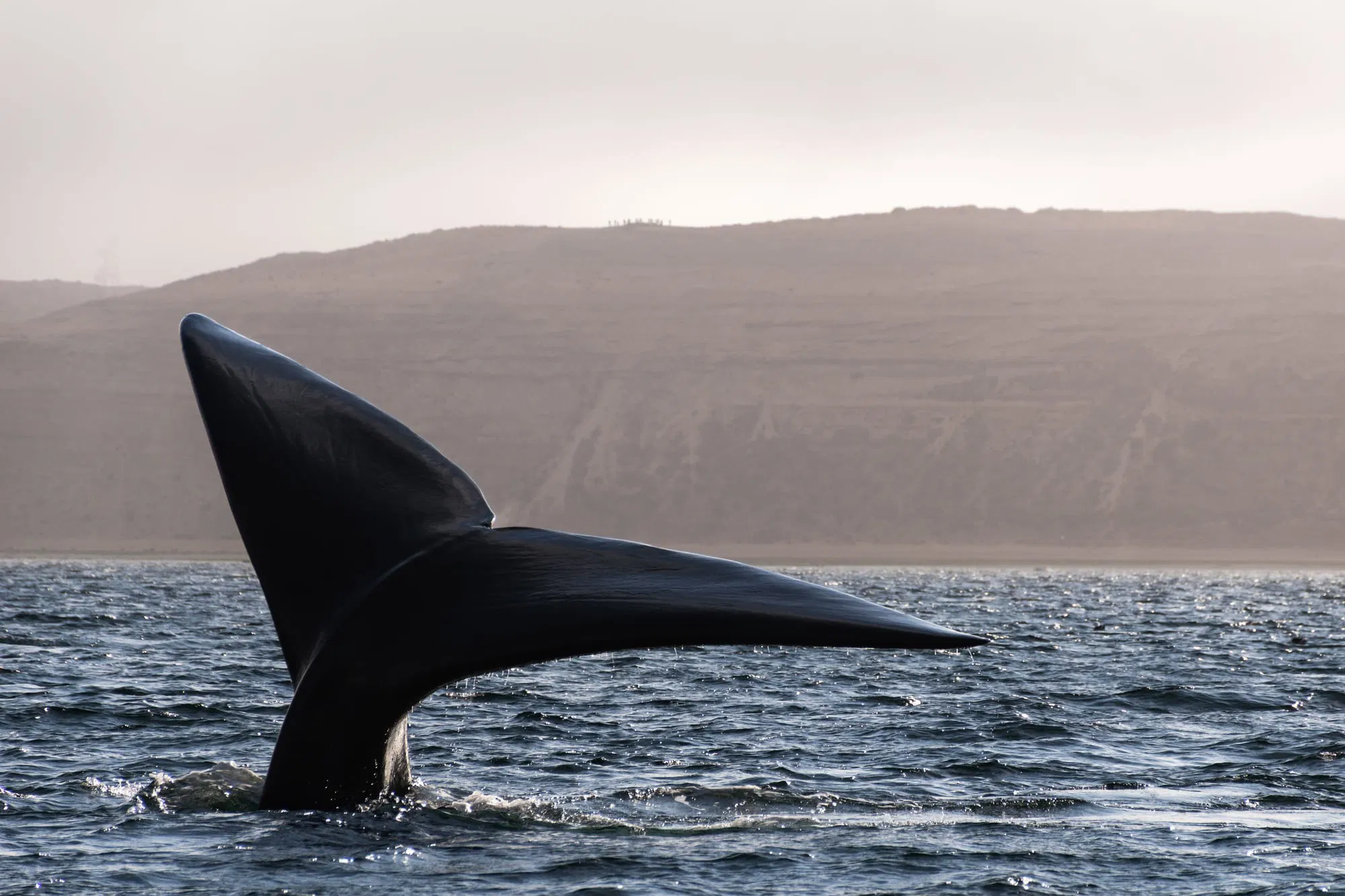 Avistaje de Ballenas Embarcado - Image 4