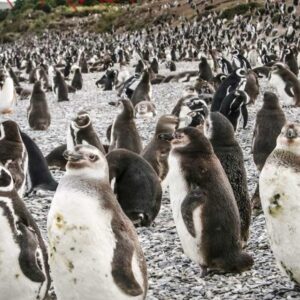 Visita a los pingüinos de Ushuaia