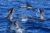 Avistaje de delfines