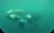 Yellow Submarine: Avistaje submarino de ballenas